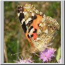 Vanessa cardui - Distelfalter 04.jpg